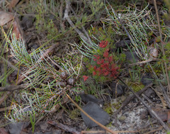 Allocasuarina humilis