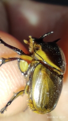 Digitonthophagus gazella