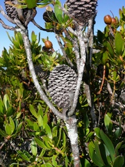 Leucadendron strobilinum