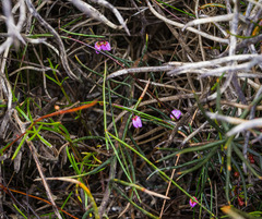 Tetratheca applanata