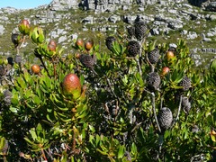 Leucadendron strobilinum