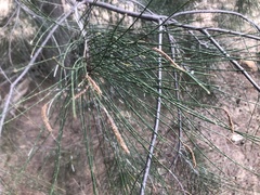 Casuarina cristata