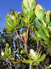 Leucadendron strobilinum