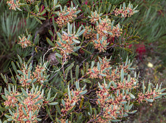 Hakea incrassata