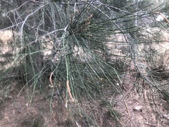 Casuarina cristata