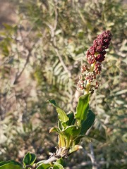 Anisomeria littoralis