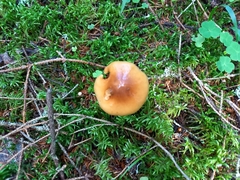 Cortinarius collinitus