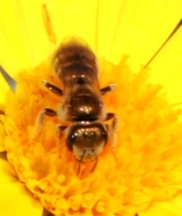Halictus jucundus