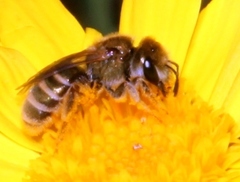 Halictus jucundus