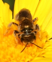 Halictus jucundus