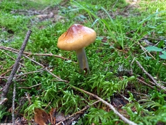 Cortinarius collinitus