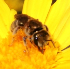 Halictus jucundus