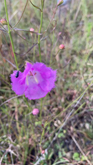 Agalinis peduncularis