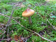 Cortinarius collinitus