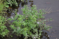 Mentha aquatica