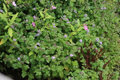 Mentha aquatica