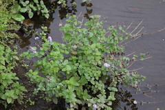 Mentha aquatica