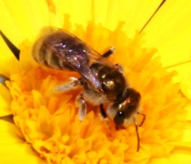 Pleasing Metallic-Furrow bee
