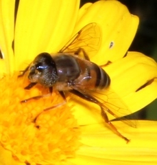 Eristalinus