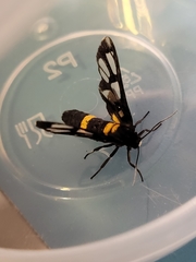 Amata sperbius