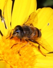 Eristalinus