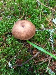 Cortinarius brunneus