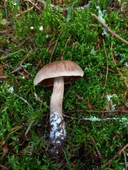 Cortinarius brunneus