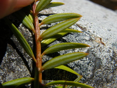 Podocarpus nivalis