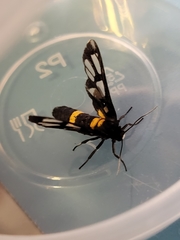 Amata sperbius
