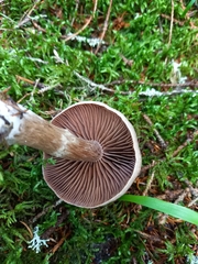 Cortinarius brunneus