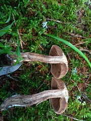 Cortinarius brunneus