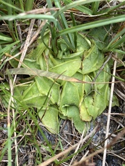 Pinguicula