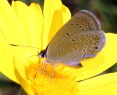 Eicochrysops messapus messapus