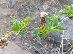 Anisomeria littoralis