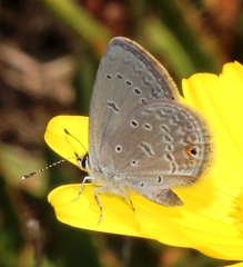 Eicochrysops messapus messapus