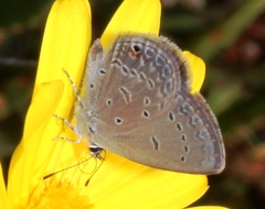 Eicochrysops messapus messapus