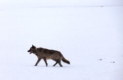 Canis lupus occidentalis