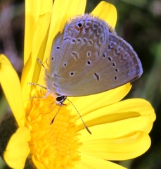 Eicochrysops messapus messapus
