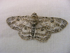 Ascotis reciprocaria