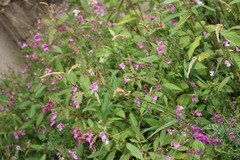Impatiens glandulifera
