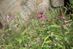 Impatiens glandulifera