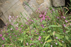 Impatiens glandulifera