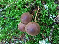 Cortinarius brunneus