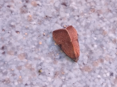 Galgula