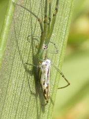 Leucauge kibonotensis