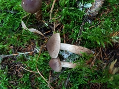 Cortinarius brunneus