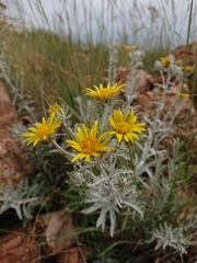 Berkheya carlinopsis magalismontana