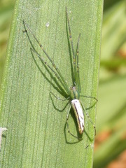 Leucauge kibonotensis