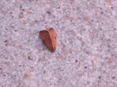 Galgula