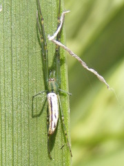 Leucauge kibonotensis